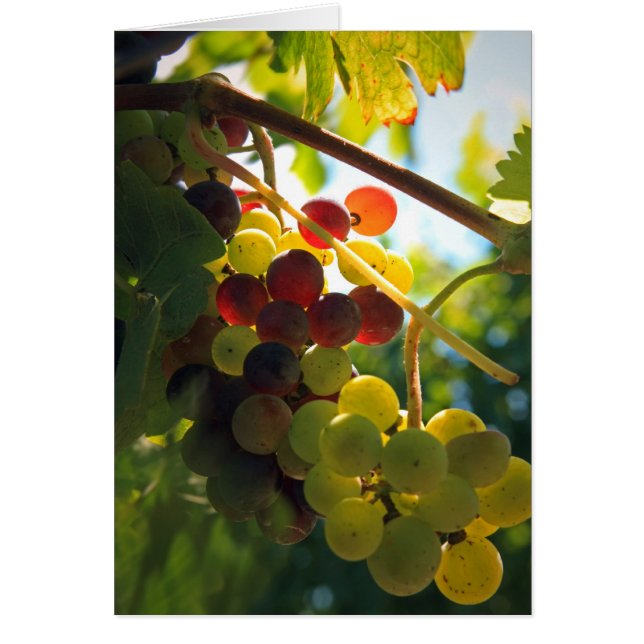 Uvas brillantes (Frente)