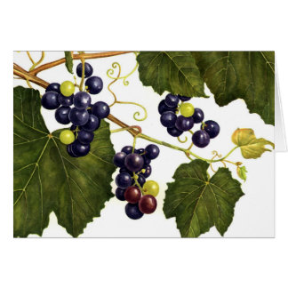 Uvas de concordia