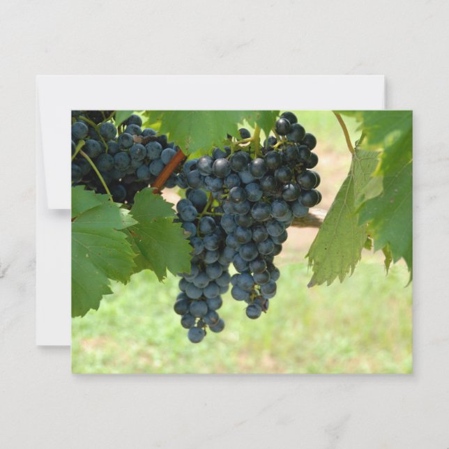 Uvas de viñas (Anverso)