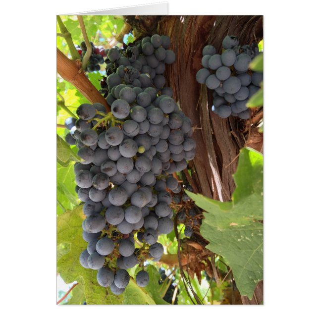 Uvas de viñas (Frente)