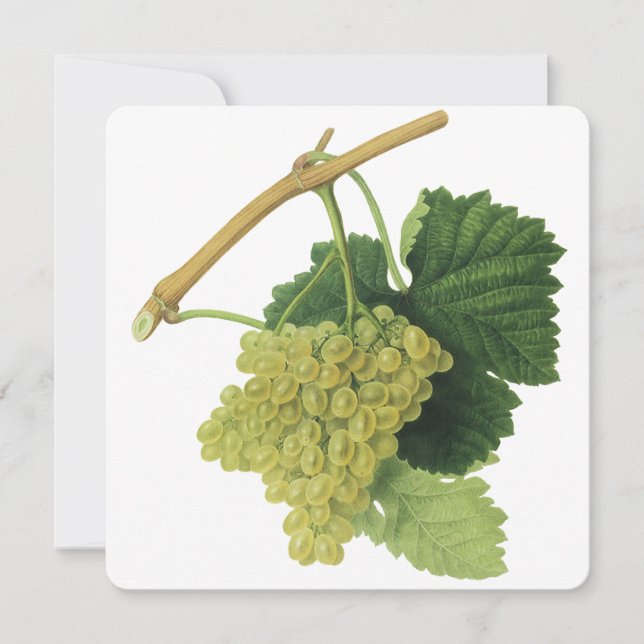 Uvas de vino blanco en el vino, fruta de la comida (Anverso)