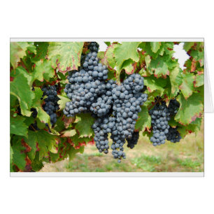 Uvas de vino de Francia