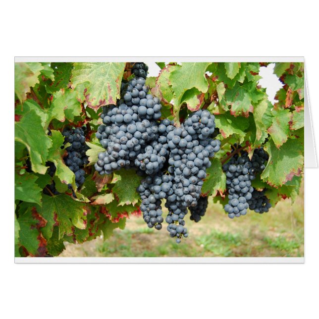 Uvas de vino de Francia (Anverso (Horizontal))