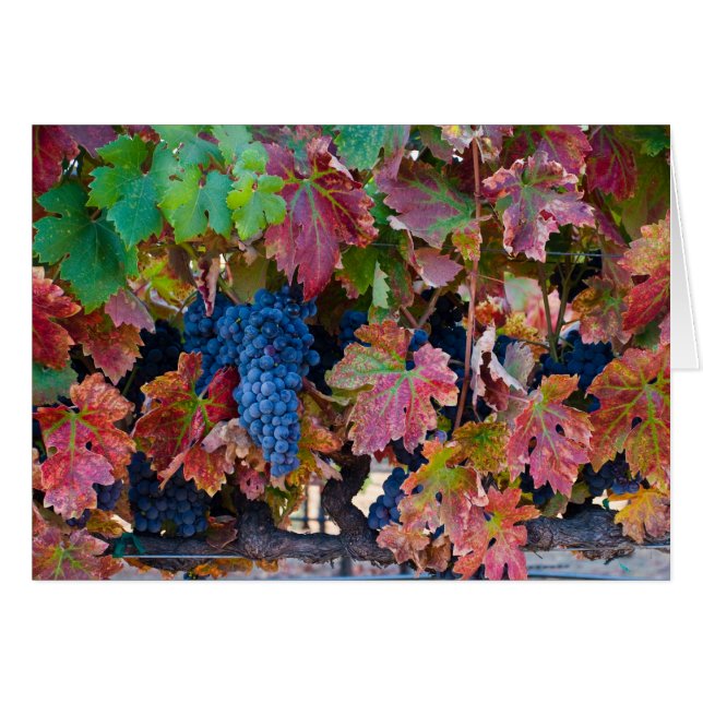 Uvas del Merlot (Anverso (Horizontal))