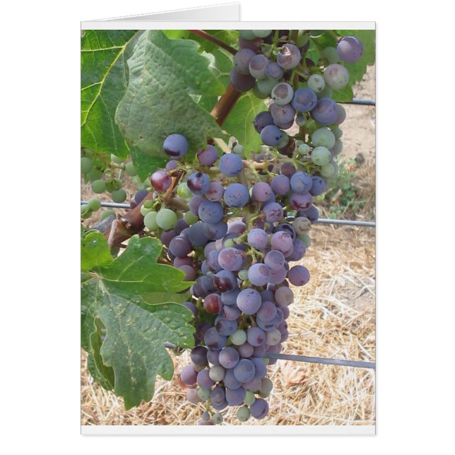 Uvas del Valle de Napa (Frente)