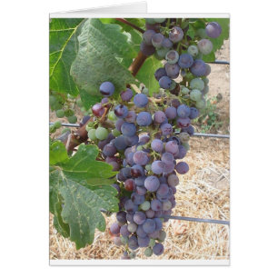 Uvas del valle de Napa