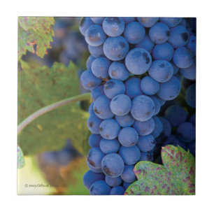 Uvas del viñedo del condado de Sonoma - baldosa