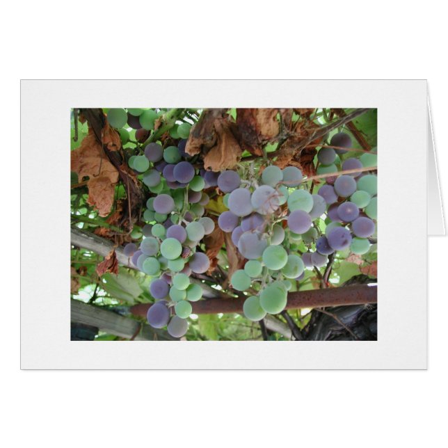 Uvas en agosto (Anverso (Horizontal))