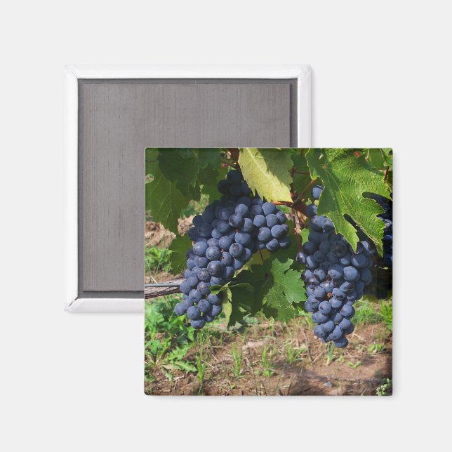 Uvas en el imán del vino (Anverso/Reverso)