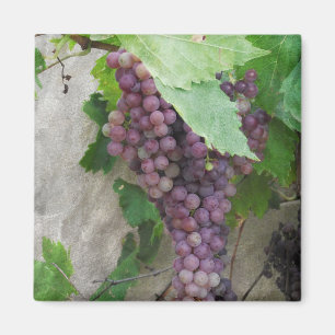 Uvas moradas en el imán del vino