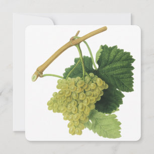 Uvas para Vino Blanco en la Vid, Frutas Comestible