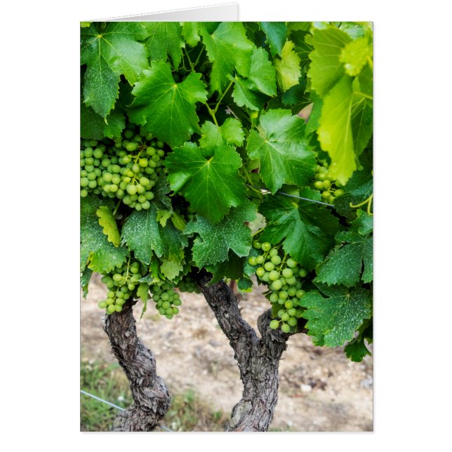 Uvas para vino en crecimiento, Francia (Frente)