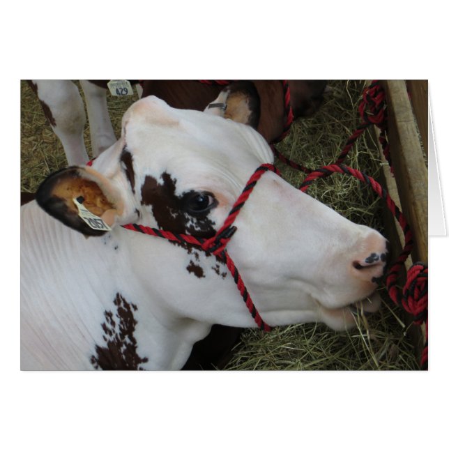 Vaca (Anverso (Horizontal))