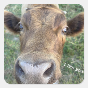 Vaca Adorable Como Pegatina Nosey