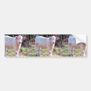 Vaca blanca con los oídos marcados con etiqueta e