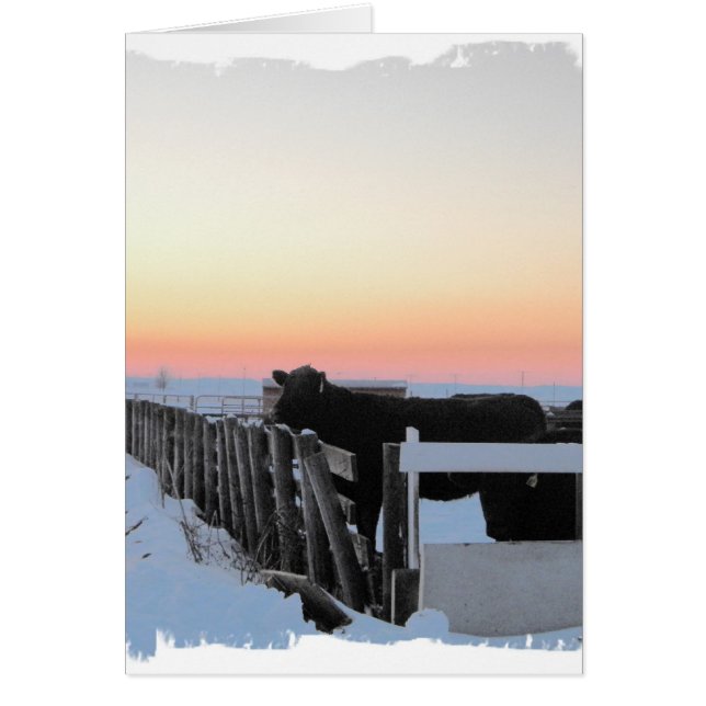 Vaca colorida (Frente)