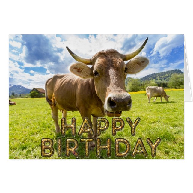 Vaca curiosa en el primer plano (Anverso (Horizontal))