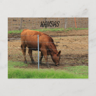 Vaca de Kansas en una tarjeta postal pastelera
