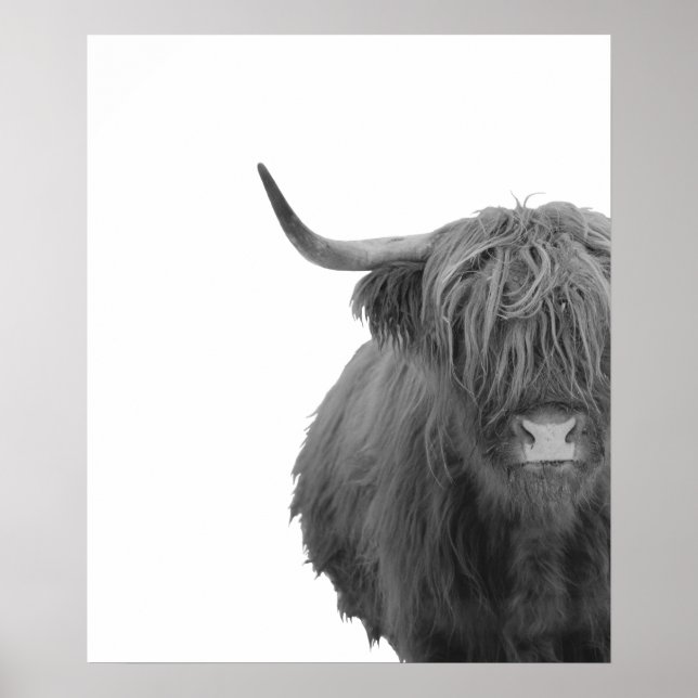 Vaca de las Tierras Altas Escocia Póster Rústico N (Frente)