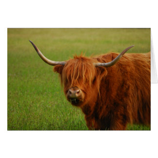 vaca de montaña