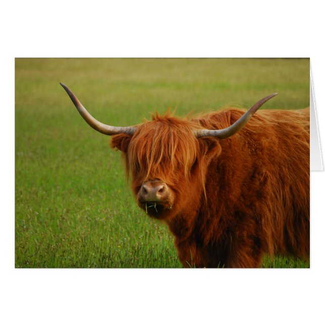 vaca de montaña (Anverso (Horizontal))