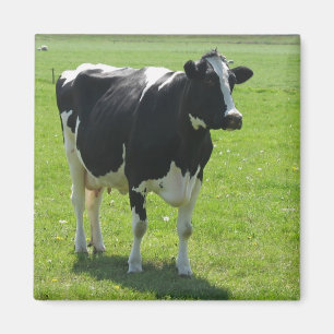 Vaca del Frisian en imán verde del refrigerador