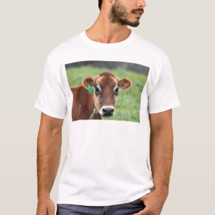Vaca del jersey
