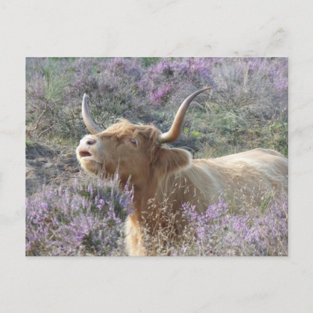 Vaca dulce en la postal Heathland DIY (Anverso)