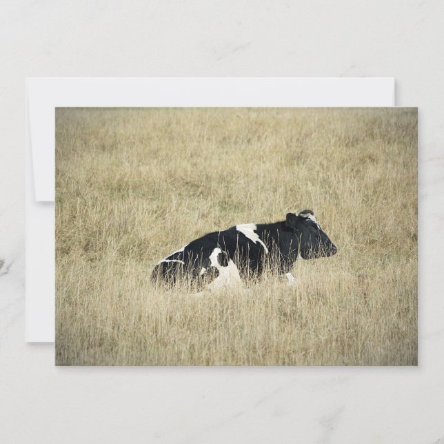 Vaca en reposo - Invitación (Anverso)