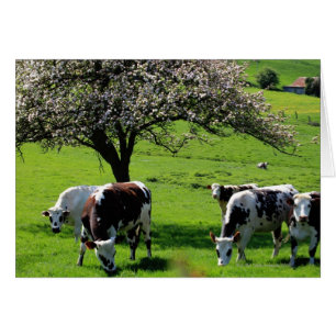 Vaca entre manzanos en flor en Normandía
