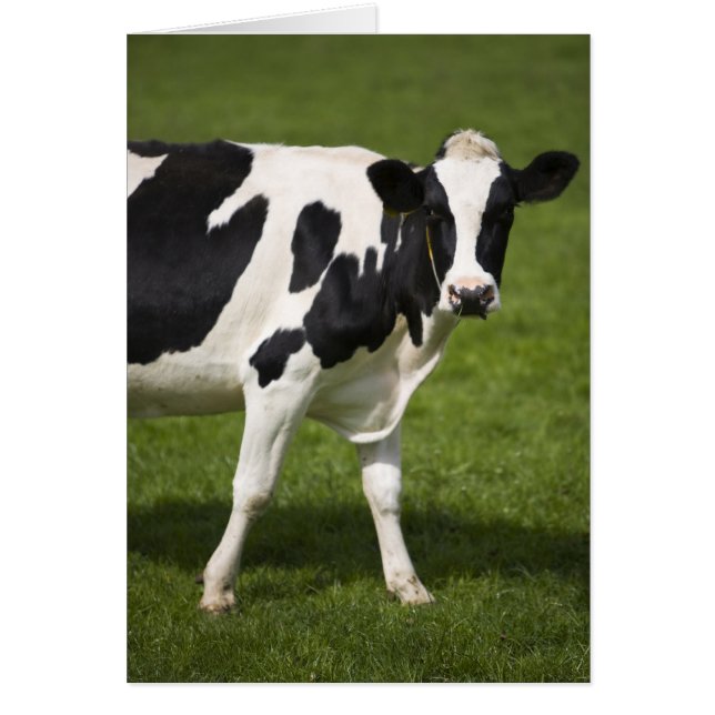 Vaca frisina (Frente)