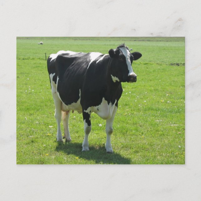 Vaca frita en pradera verde postal (Anverso)
