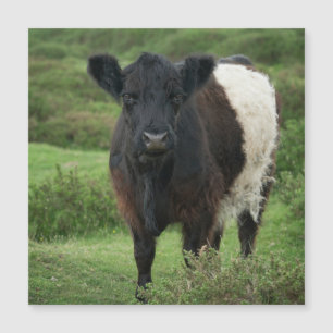 Vaca Galloway Bellada