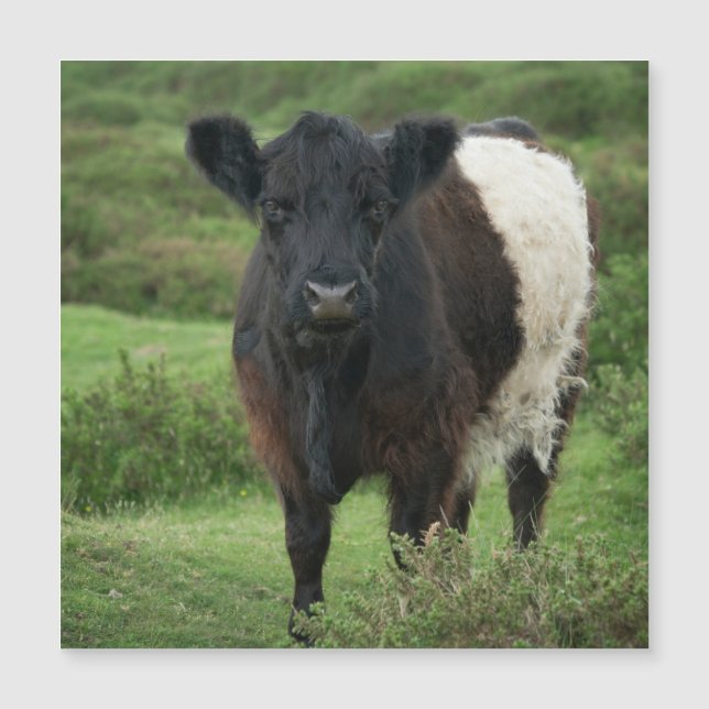 Vaca Galloway Bellada (Anverso)
