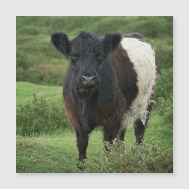Vaca Galloway Bellada (Anverso)