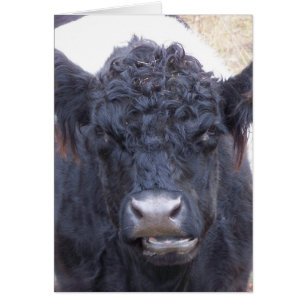 Vaca Galloway Bellada - Emma
