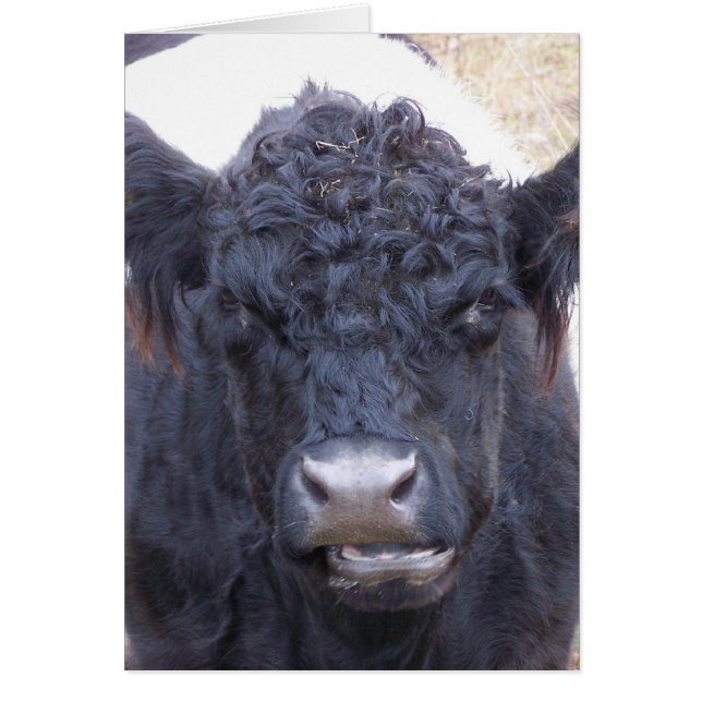 Vaca Galloway Bellada - Emma (Frente)