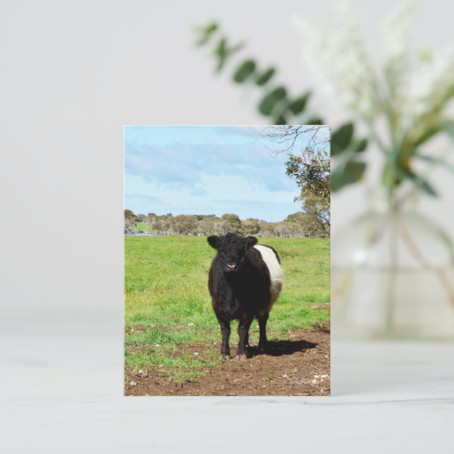 Vaca Galloway hembra en el campo, postal (Anverso de pie)