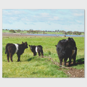 Vaca Galloway Momia y Bebe, Papel de Regalo