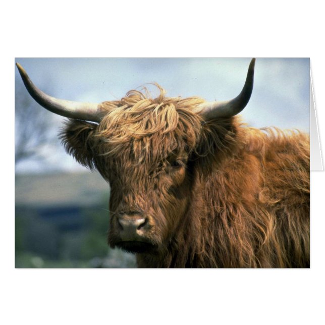 Vaca Highland (Anverso (Horizontal))