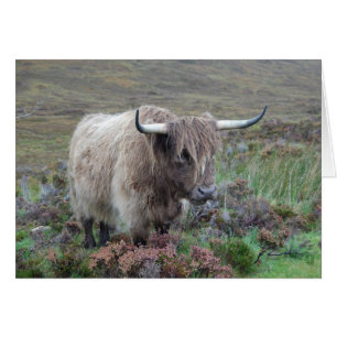 Vaca Highland