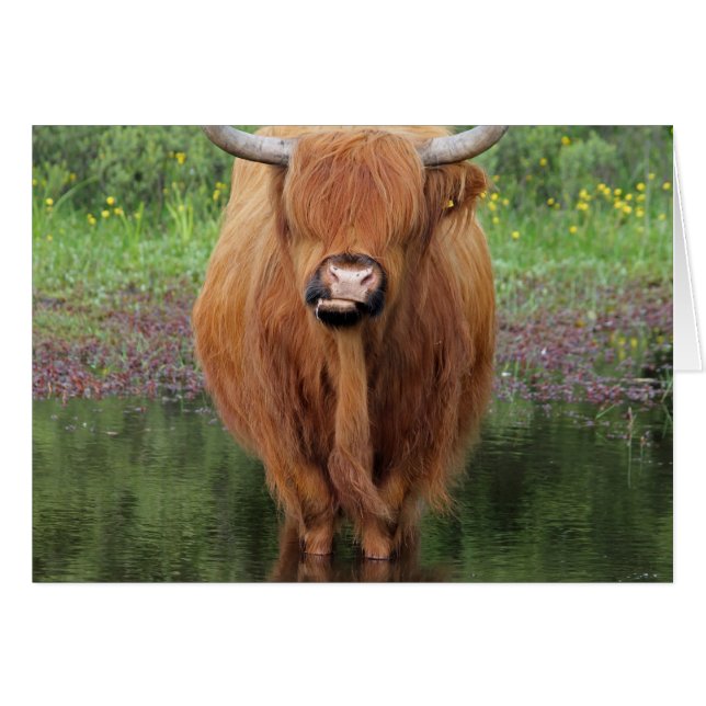 Vaca Highland (Anverso (Horizontal))