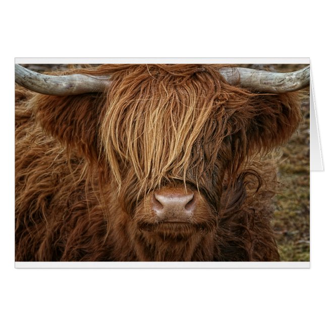 Vaca Highland de Escocia (Anverso (Horizontal))
