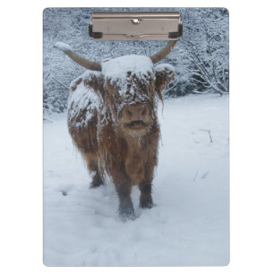 Vaca Highland En El Portapapeles De Nieve