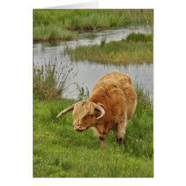 Vaca Highland en la hierba