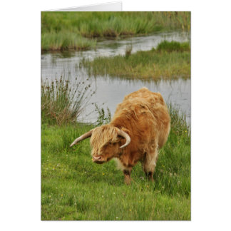 Vaca Highland en la hierba