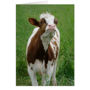 Vaca lechera en la granja