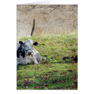 Vaca lechera en reposo