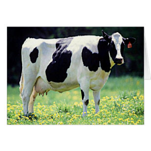 Vaca lechera Wisconsin