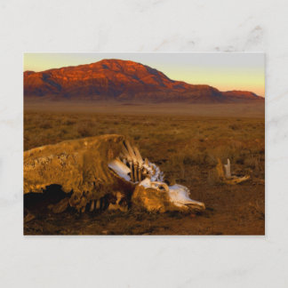 Vaca muerta en la postal de la puesta del sol